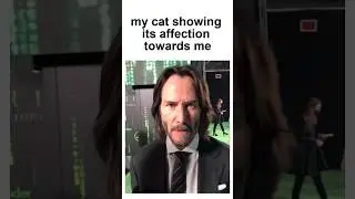 Cat Memes 6 