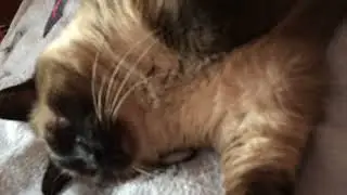 Funy cat