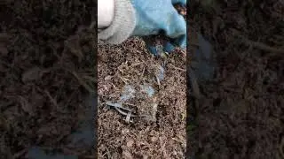 Как установить капкан на Лису с приманкой.