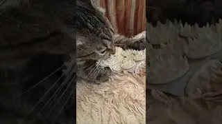 Кто знает - каких витаминов не хватает коту???!