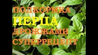 Подкормка перца дрожжами, описание и рецепты