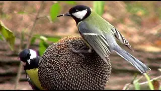 Подсолнух - отличная кормушка для птиц || sunflower bird feeder