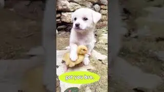 cute animals being cool bros... #pets #cats #funnycats #funnyanimals