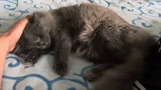 Мурлыка пришел почухаться 😂