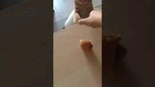 Кот и бутерброд с паштетом 😂