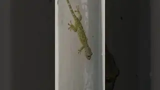 Худенький какой🥲 