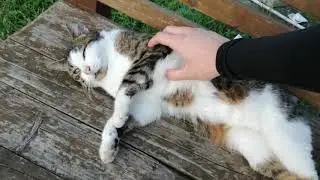 Stavo in un parco abbandonato e... C'era un gatto bellissimo!