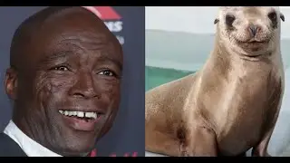 The Bored Game - Seal or a seal