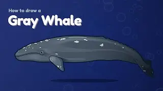 How to draw a sea animal - Gray Whale? Easy and simple drawing | Animal character design tutorial