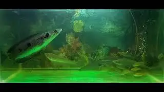 Ikan Kerandang (Channa pleurophthalma)