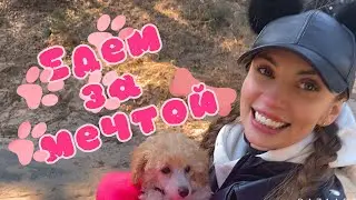 Heading for a Dream! How we drove from Vilnius to Riga for our toy poodle…