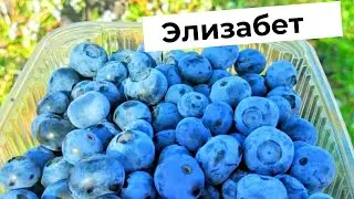 Обалденный поздний сорт голубики. Элизабет...❤️🫐