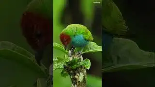 Nature bird yard colombia #wildlife #shorts #birds