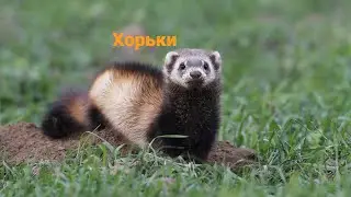 степные хорьки - маленькое зло.
