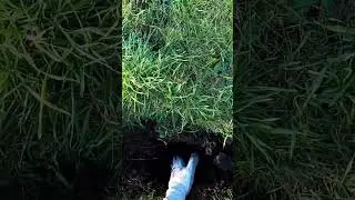 Если бы этот звук стоял бы у меня на будильнике, то я бы проснулся с радостью. #коп #кладоискатель