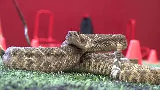 Blast from the Past: Rattlesnake Roundup 2018