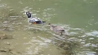 Harlequin Romance