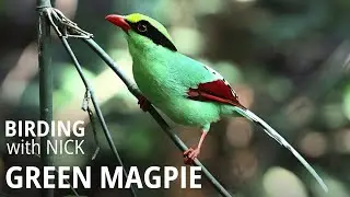Green Magpie call & amazing attack