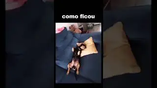 MEU CACHOORO ZÉ 