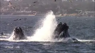 10.8.24 Humpback Whales