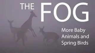 The Fog