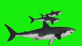 Shark green screen video VFX 2