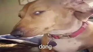 Candyland lyrics sung by sussy dog
