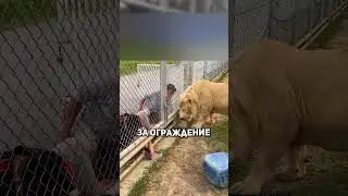 🦁📱 Лев против видео: неожиданная реакция на телефон! 