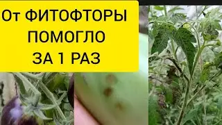LATE BLIGHT HELPED IN 1 TIME! SUPER METHOD. 