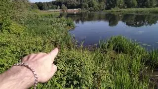 Любовная парочка в кустах