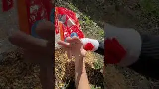 BIRD FOOD!