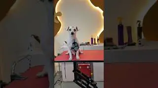 Have you ever seen a Kinder Egg dog? 