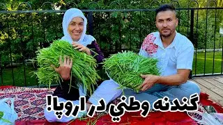 طرز تهیه گندنه وطنی در اروپا!