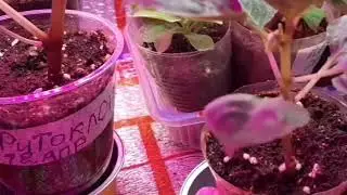 🌹 Клумба у 5эт.дома .