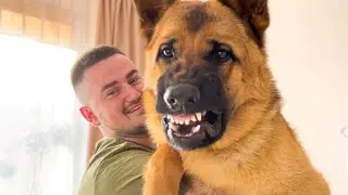 When another Dog wants attention from a German Shepherd Owner [Most Jealous Dog]