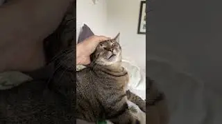 Cat Safety!  #cat #cats #catlover