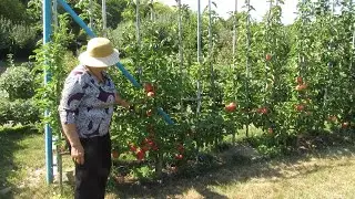 ДЕКОРАТИВНЫЙ  ФОРМОВЫЙ  САД.  Многоярусная ШПАЛЕРА с плодами разных сортов.