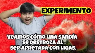 Experimento: Veamos cómo una sandía se destroza al ser apretada con ligas.
