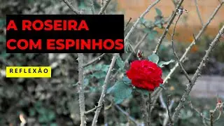 REFLECTION 🌹THE ROSEBUSH WITH THORNS #reflection #thorns #rosebush