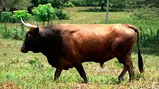 SINCE 2023 Toros de la Ganaderia LA CANDELA de Adolfo Támara