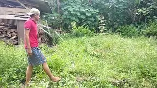 Video pendek lucu - Susahnya jadi Tukang Ngarit.!!