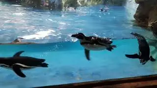 Keliling Kapal Pinguin di Taman Safari Indonesia Bogor