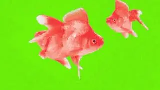 Amazing fish🐠🐋🐟 animation green screen videos🎥