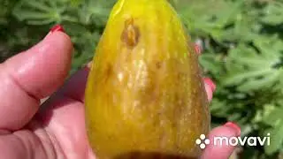 Большущая и очень вкусная бреба инжира Брунсвик , 138 грамм,  в Киевской обл .