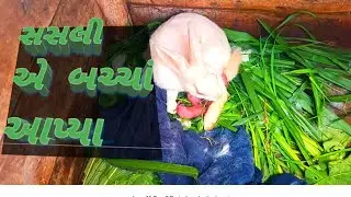 સસલી એ બચ્ચાં આપ્યા// સસલી બચ્ચાં ને ધવરાવતી નથી 😱😱 #rabbits#dailyvlog #horsevideo#punagadhavivlog