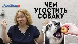 Что можно собаке со стола? Чем угостить собаку.