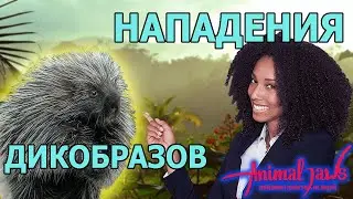 Нападения дикобразов и чем опасны их иглы