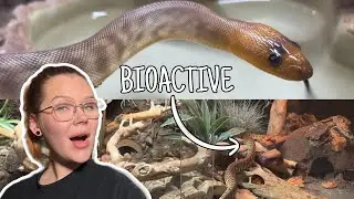 The ULTIMATE Bioactive Woma Python Enclosure... | Full Set Up and Walkthrough
