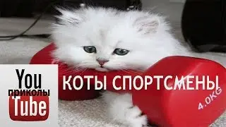 коты спортсмены #1