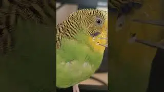 that one cheek pinnie!